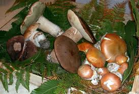 Nome:   funghi.jpg
Visite:  164
Grandezza:  11.7 KB