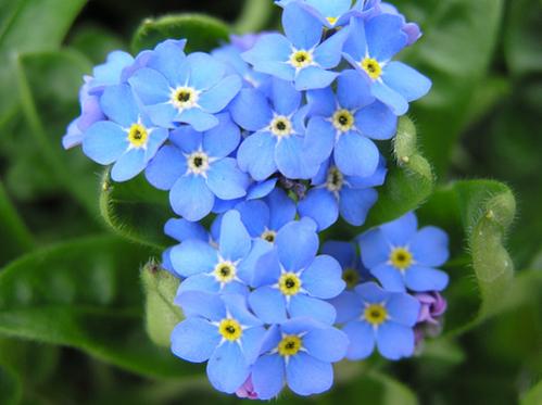 Nome:   significato-dei-fiori-non-ti-scordar-di-me.jpg
Visite:  3081
Grandezza:  26.3 KB