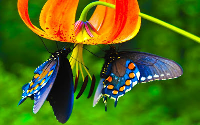 Nome:   Farfalle_su_fiori_592.jpg
Visite:  1057
Grandezza:  42.2 KB