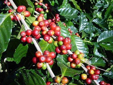 Nome:   pianta_caffe1.jpg
Visite:  2639
Grandezza:  73.0 KB