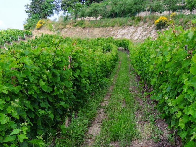 Nome:   asini 079 vigna.jpg
Visite:  126
Grandezza:  101.1 KB