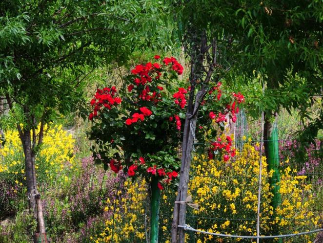 Nome:   asini 077 fiori.jpg
Visite:  154
Grandezza:  105.0 KB