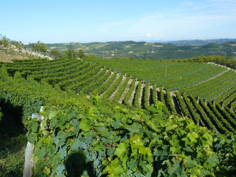 Nome:   P1130967 vigne.jpg
Visite:  136
Grandezza:  90.0 KB