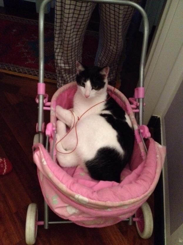 Nome:   IMG-20141125-WA0004 leo passeggino ridotto.jpg
Visite:  183
Grandezza:  57.9 KB