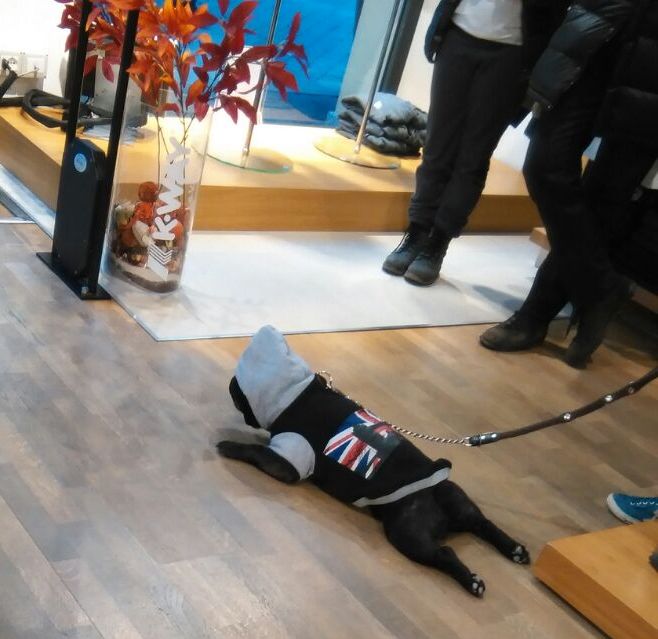 Nome:   IMG-20150228-WA0000 cane outlet ridotto.jpg
Visite:  107
Grandezza:  58.7 KB