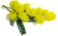 Nome:   mimosa.jpg
Visite:  106
Grandezza:  3.6 KB