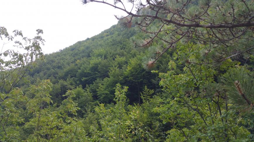 Nome:   20150810_112808.jpg
Visite:  570
Grandezza:  97.4 KB