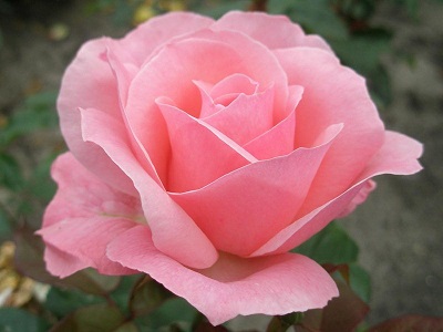 Nome:   rosa-the-queen-elisabeth.jpg
Visite:  243
Grandezza:  43.6 KB