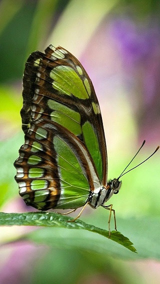 Nome:   sfondi_iphone_5_verde_farfalla.jpg
Visite:  392
Grandezza:  74.7 KB
