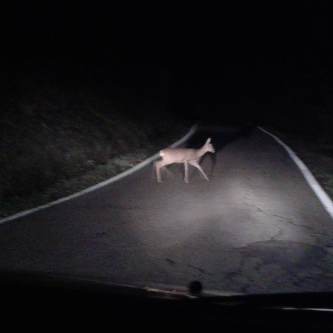 Nome:   Capriolo.jpg
Visite:  707
Grandezza:  74.8 KB