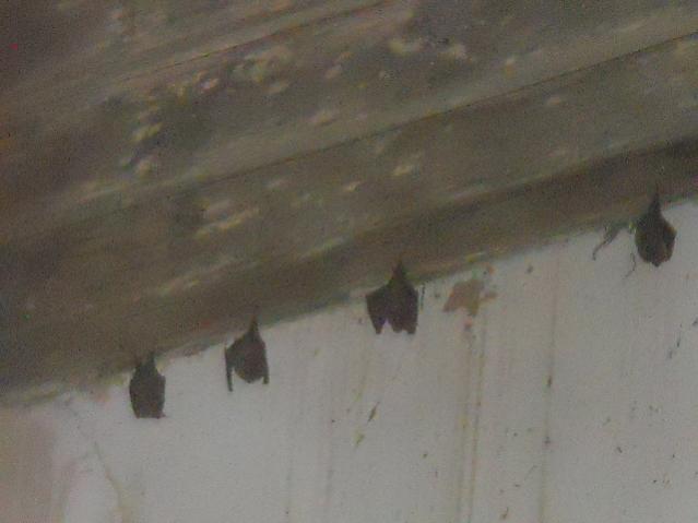 Nome:   Pipistrelli al cimitero.jpg
Visite:  821
Grandezza:  26.8 KB