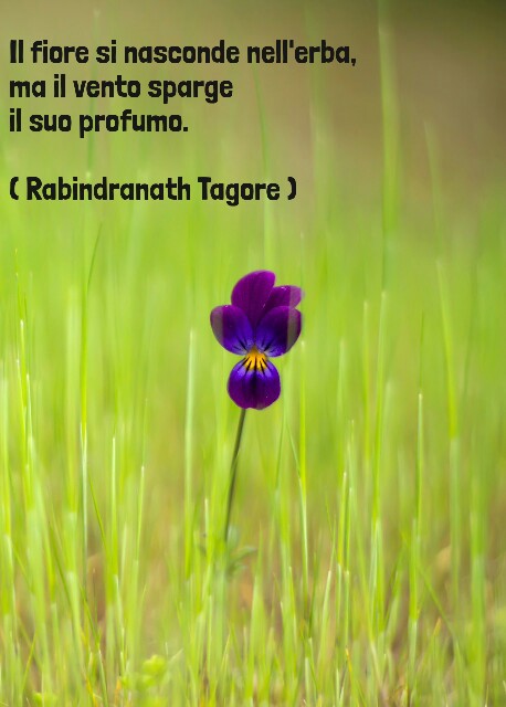 Nome:   d5092a161f1280f2d0ecd44d640c8afd.jpg
Visite:  396
Grandezza:  55.6 KB