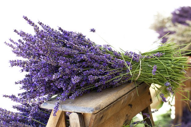 Nome:   come-coltivare-la-lavanda.jpg
Visite:  948
Grandezza:  76.5 KB