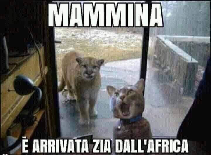 Nome:   36475780_1883054308407068_8303894266917158912_n.jpg
Visite:  1855
Grandezza:  32.9 KB