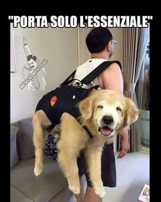 Nome:   36242152_2338556342838103_81423225493389312_n.jpg
Visite:  1625
Grandezza:  52.1 KB