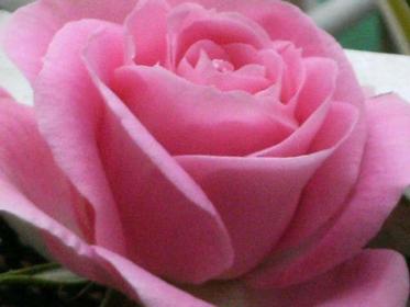 Nome:   amor-rosas-L-Eubs5t.jpg
Visite:  1868
Grandezza:  13.5 KB
