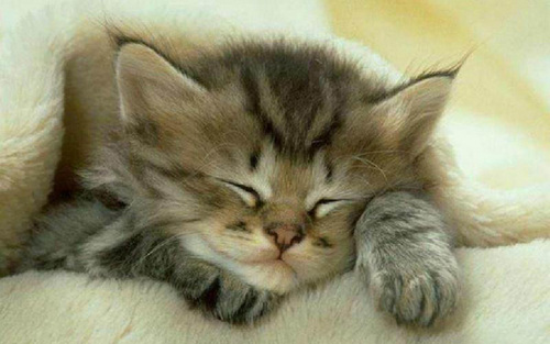 Nome:   Cute-Kitten-kittens-16096574-500-313.jpg
Visite:  254
Grandezza:  60.8 KB