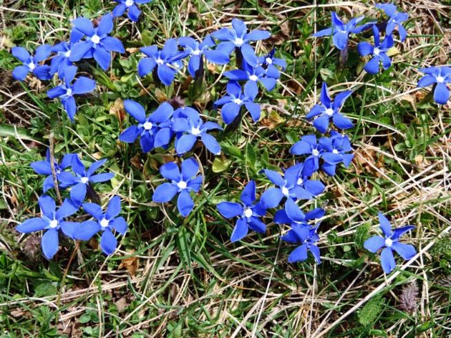 Nome:   1 078 fiori blu.jpg
Visite:  73
Grandezza:  109.8 KB