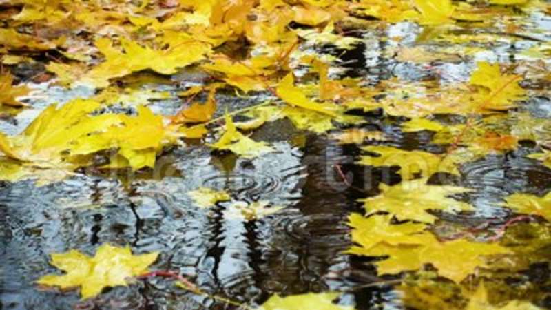 Nome:   rain-drops-falling-puddle-yellow-maple-leaves-102420853.jpg
Visite:  705
Grandezza:  56.0 KB