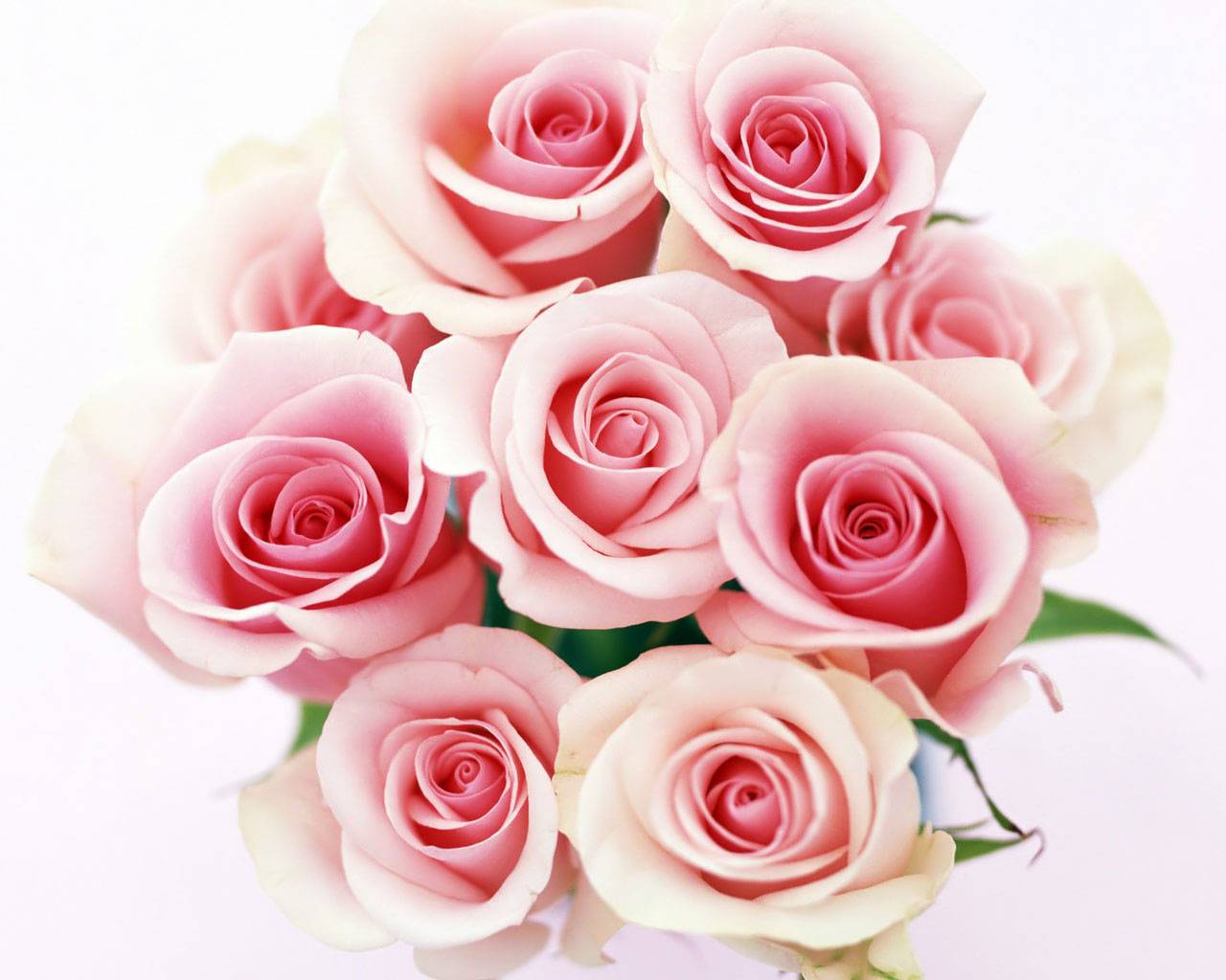 Nome:   Bouquet-di-rose-rosa.jpg
Visite:  36769
Grandezza:  94.9 KB
