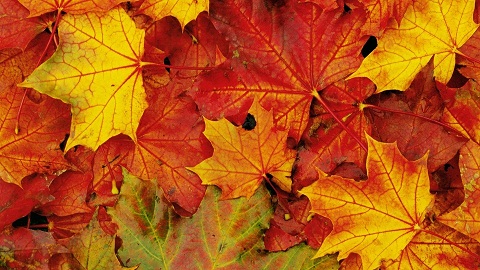 Nome:   colori_foglie_autunno.jpg
Visite:  413
Grandezza:  84.7 KB