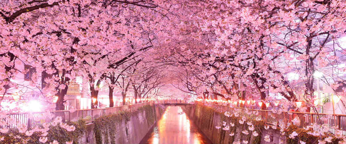 Nome:   hanami-giappone-luoghi-sakura.jpg
Visite:  1664
Grandezza:  95.4 KB